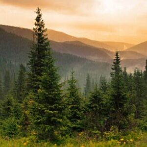 Meet your Posher, Spruce!